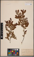 Foto von Salix aurita L. x Salix myrtilloides L.